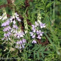goat's rue (Galega officianalis) Kenneth Noble